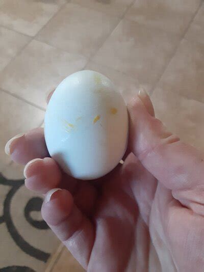 What is this? A lash egg? | BackYard Chickens - Learn How to Raise Chickens