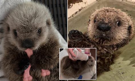 Sea Otter Pup Learns To Swim