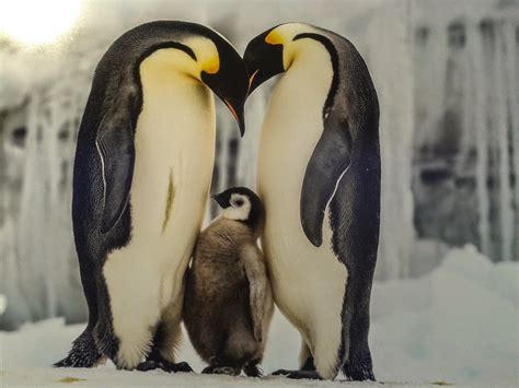El Diario de Rose: Pingüino Emperador