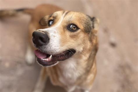 conhecidos como resistentes cachorros vira latas acabam sendo