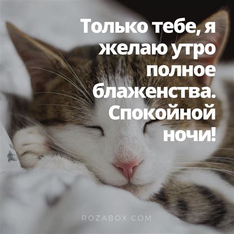 Скачать открытку с кошкой на ночь | Спокойной ночи, Счастливые картинки ...
