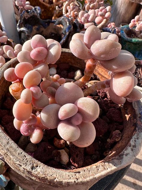 Rare succulent: Imported succulent pink moonstone 8 heads cluster 6.5