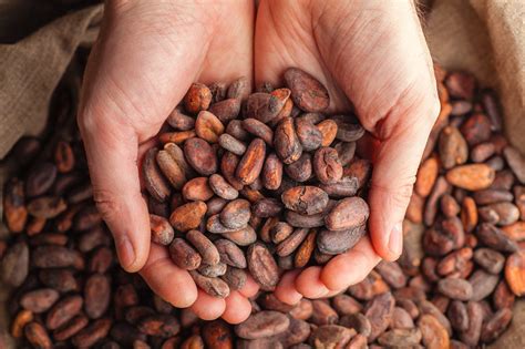 Raw Cacao / Cocoa Beans Chocolate Organic Arriba Nacional Bean - Etsy