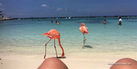 Visiting Flamingo Beach in Aruba - The Common Traveler