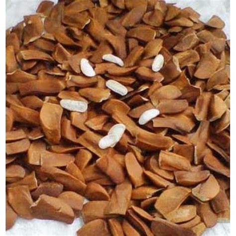 biji mahoni 500gr (1/2kg) | Lazada Indonesia