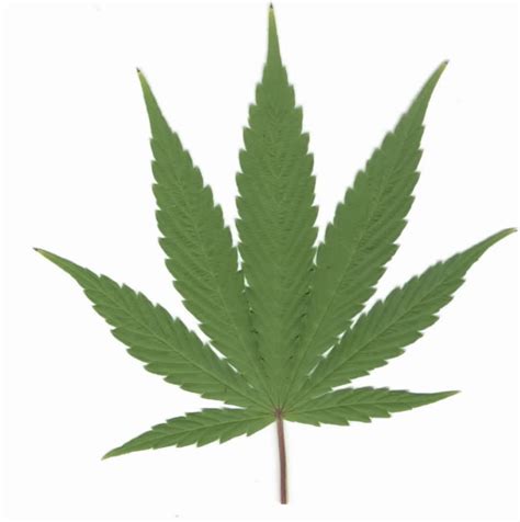 Marijuana Leaf Outline - ClipArt Best