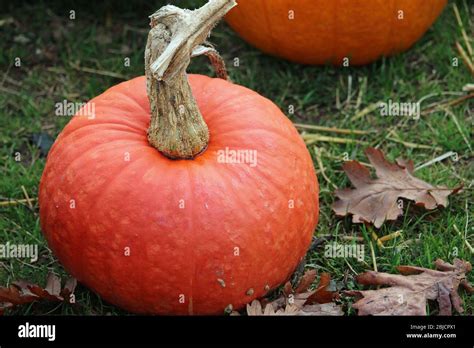 orange pumpkin squash unknown variety  cucurbita maxima