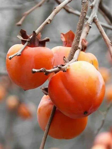 Pin by Алёна Лучина on Плоды Земли | Persimmon, Persimmon fruit, Fruit ...