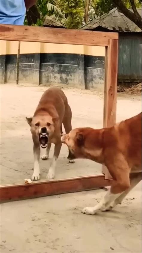 Dog funny moments - One News Page VIDEO