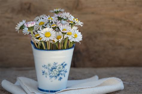 Margarida Turma Da Monica - Margarida Flor Apontou · Foto gratuita no Pixabay