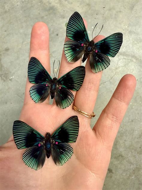 SPREAD Pink Dotted Metalmark Butterfly 'Lyropteryx apollonia' A-/A1