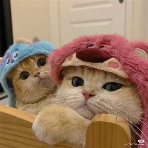 𝔰𝔞𝔳𝔢 \⁠(⁠ϋ⁠)⁠/⁠♩ 𝔣𝔬𝔩𝔩𝔬𝔴 en 2024 | Gatitos adorables, Mascotas bonitas ...