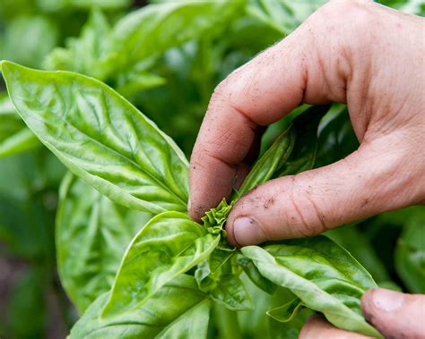 how to pick fresh basil from plant 6