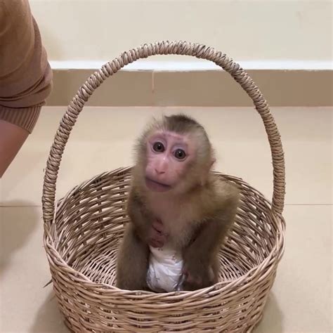Funny Monkey PavPav Play Fuul With Sis | Funny Monkey PavPav Play Fuul ...