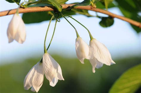 Ландышевое дерево или халезия (лат. Halesia) – Интересные животные
