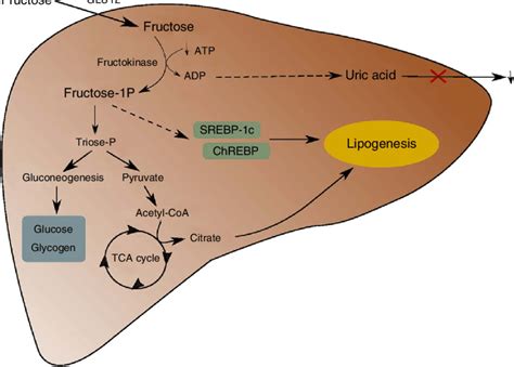 Fructose liver metabolism. SREPB-1c, sterol regulatory element-binding ...