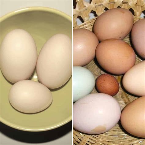 Duck Eggs vs Chicken Eggs: What Are the Differences?