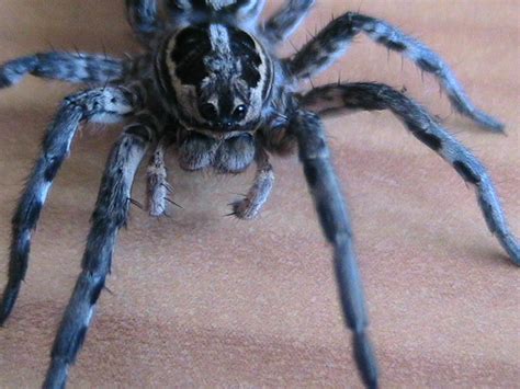 Lycosa narbonensis Tunisie