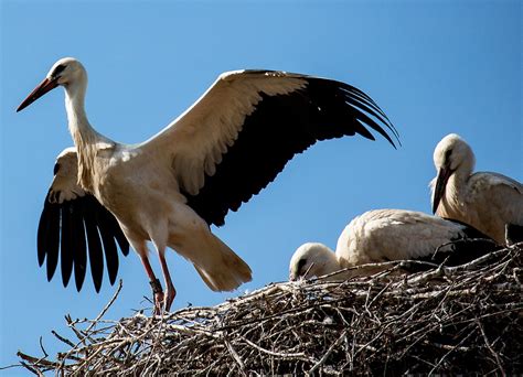 Stork Storks Bird - Free photo on Pixabay - Pixabay