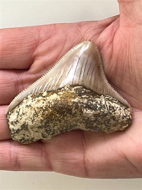 Megalodon - 6,8 cm - Carcharocles megalodon - Catawiki
