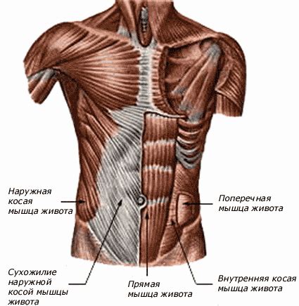 Мышцы пресса