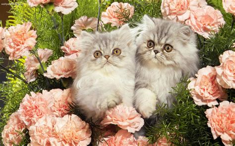 Hình nền những chú mèo đáng yêu ngộ nghĩnh cho máy tính của bạn