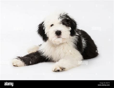 Old english sheepdog puppy hi-res stock photography and images - Alamy