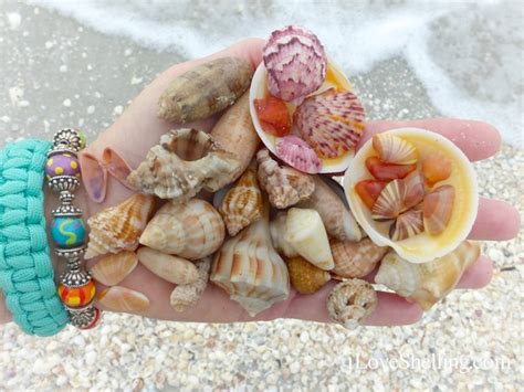 colorful sanibel seashells | I Love Shelling