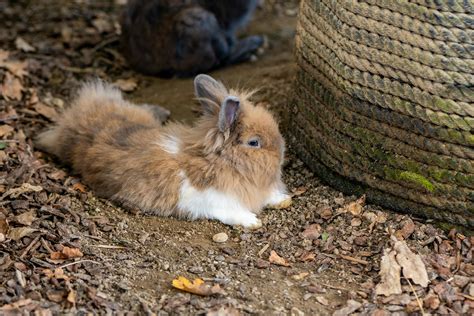 Bunny+Xo+Bikini Photos, Download The BEST Free Bunny+Xo+Bikini Stock