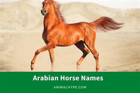 307 Arabian Horse Names Echoing Desert Legends - Animal Hype