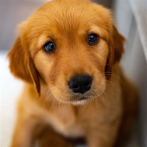 [100+] Imágenes de perritos | Wallpapers.com