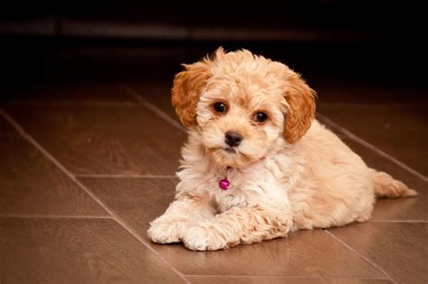 maltipoo puppy  stock photo public domain pictures
