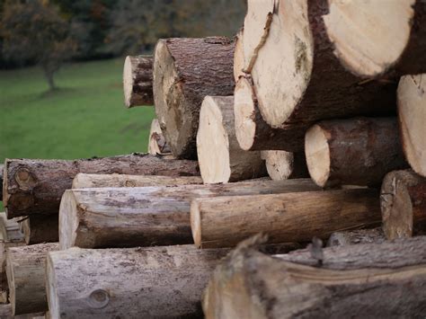 log wood tree  photo  pixabay pixabay