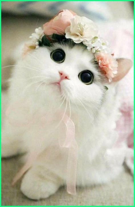 nama nama kucing comel karen ball