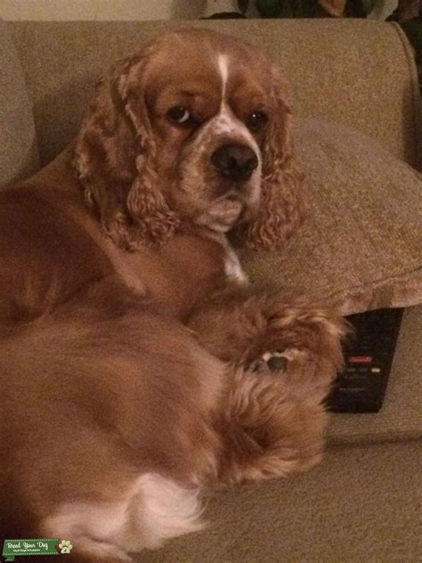 Blonde Cocker Spaniel - Stud Dog in Tx, United States | Breed Your Dog