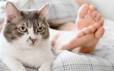 cats can see spirits