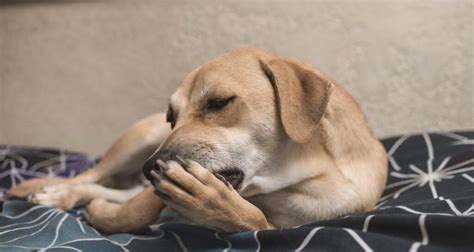 Cachorro não para de lamber a pata: o que pode ser? - Mundo Brasil