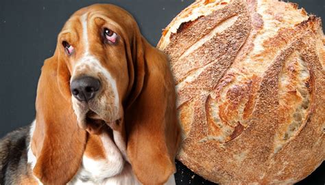 Can Dogs Have Sourdough Bread? Understanding the Risks and Rewards