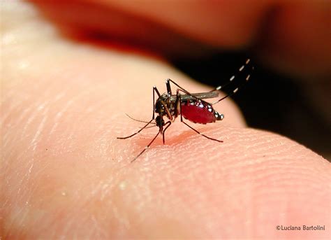 La Zanzara tigre - Aedes Albopictus che punge