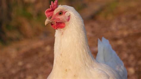 2560x1440 wallpaper | white hen | Peakpx