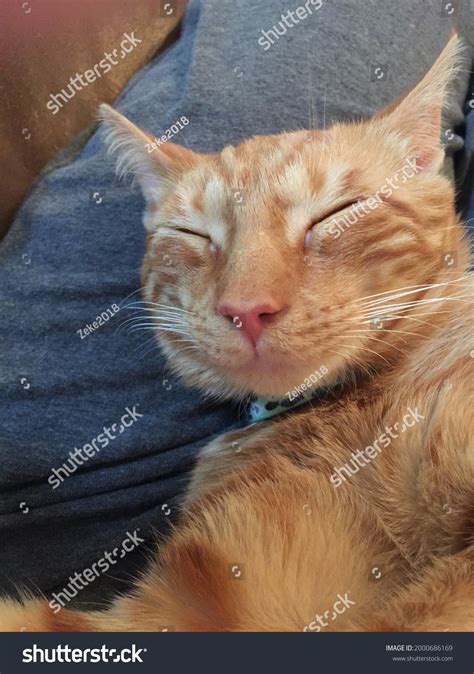 Funny Cat Napping Smile Stock Photo 2000686169 | Shutterstock