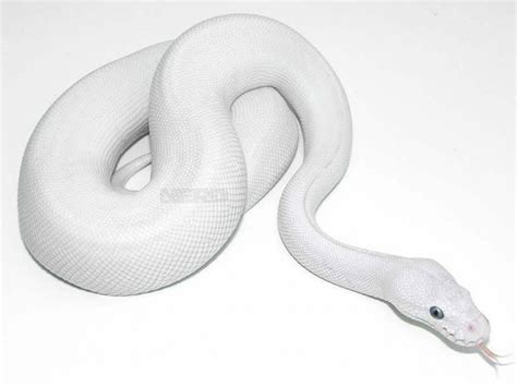 Morph List - World of Ball Pythons