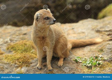 Yellow mongoose stock photo. Image of yellow, mammal - 279182272