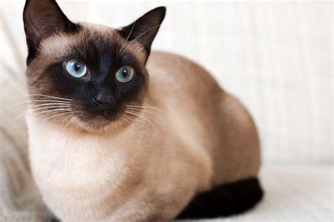 Kucing Siam: Ciri, Harga dan Alasan Digemari Masyarakat - Fakta.id
