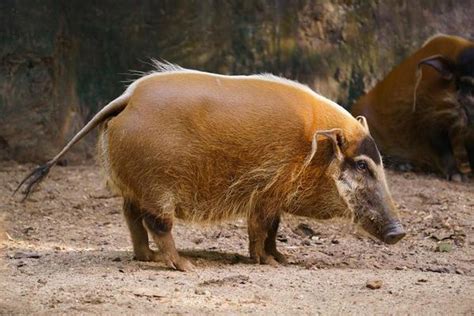 Hog Stock Photos, Images and Backgrounds for Free Download