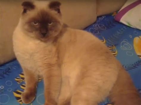 Barsik the cat voted more popular than other mayoral candidates in ...