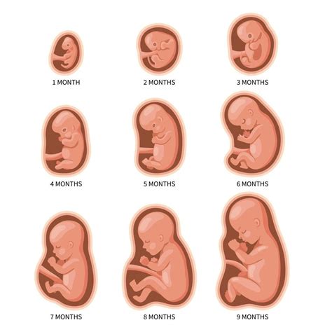 Fase Dos 3 Meses - Embrião De 3 Meses - FDPLEARN