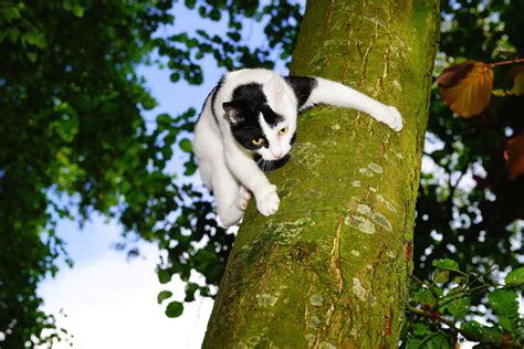 Безплатна снимка: Котка, Дърво, Скално Катерене - Безплатни изображения ...