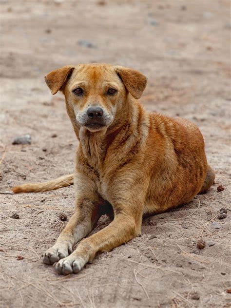 Perro Mascota Animal - Foto gratis en Pixabay - Pixabay