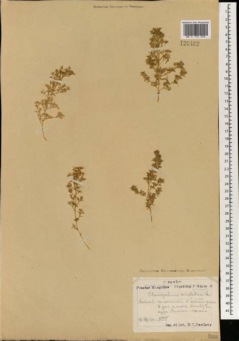 MW0176026, Teloxys aristata (Телоксис остистый), specimen